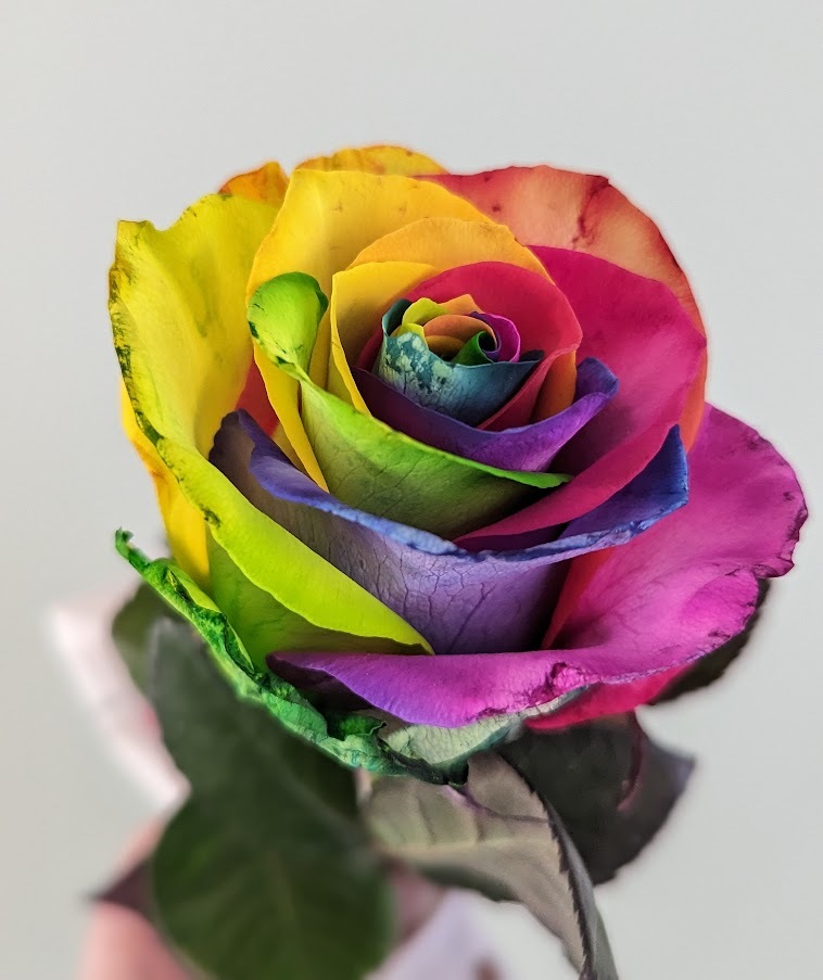 A colourful bloom captured on Valentines Day