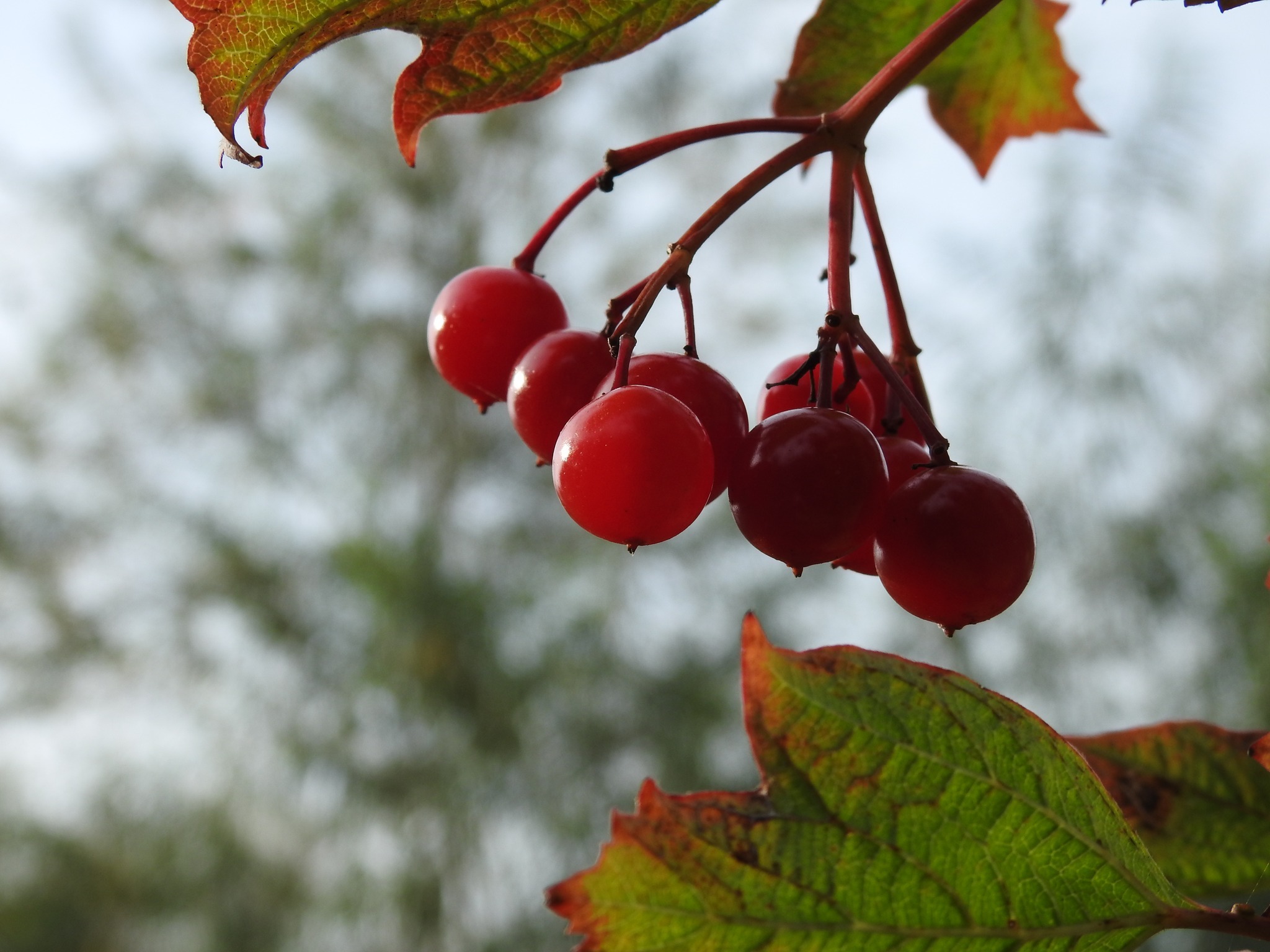 Autumn berries down by the Weaver by Lynzi Blake