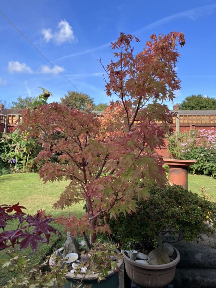 Changing acer in Weaverham by Wendy Mahon