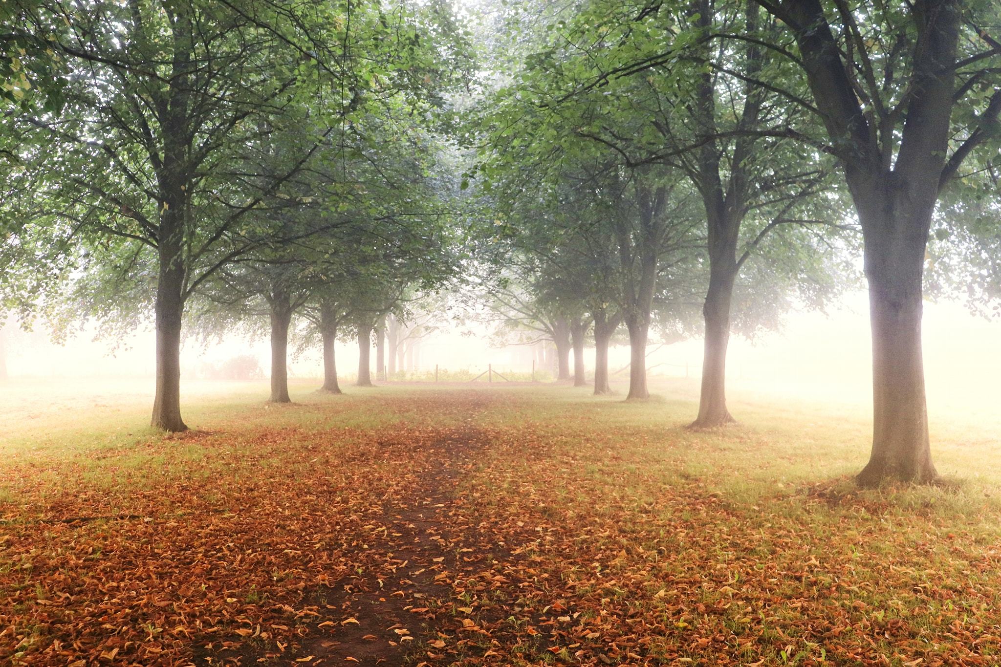 Autumn mist at Marbury Park by Patricia Dyson