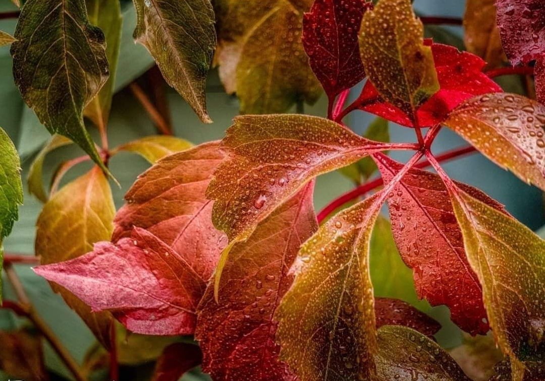 Raindrops on red leaves by Donna Maria Long