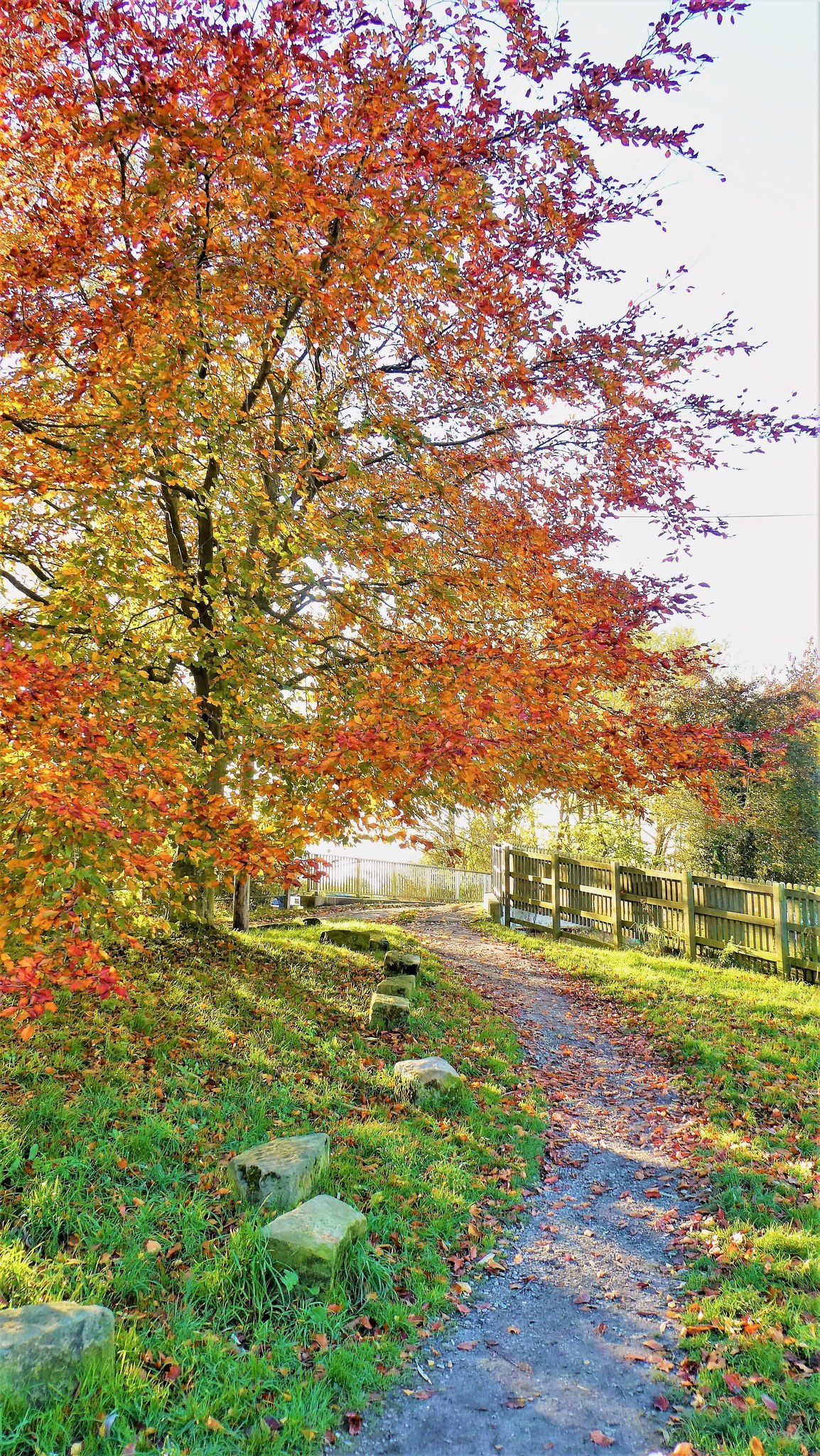 Signs of autumn in Anderton by Lynne Bentley