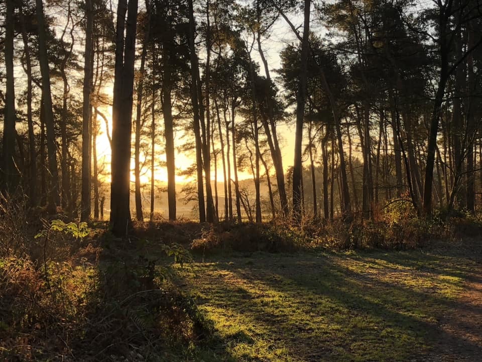 Sunrise at Delamere Forest by Peter Clayton