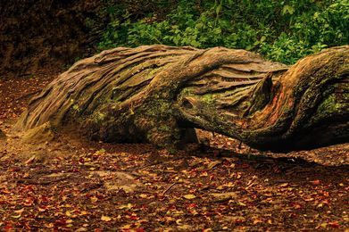 Twisted tree in Alderley Edge by Terry Dixon