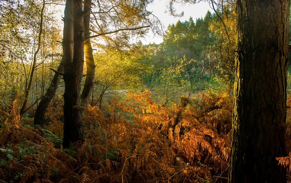 Autumn at Delamere Forest by Tim Spruce
