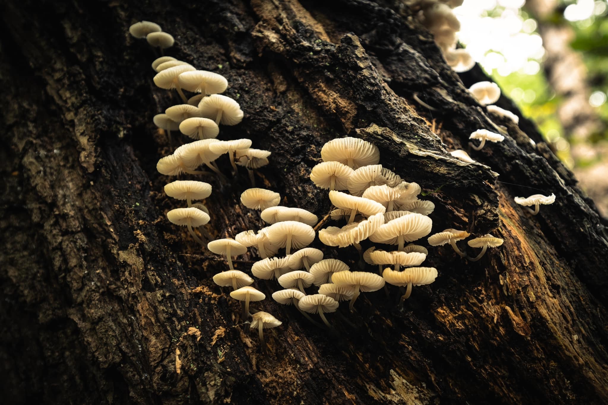 Fall funghi at Marbury Park by Imagewich