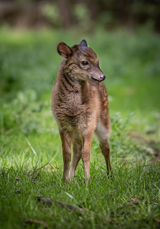 Incredibly rare Philippine spotted deer born at Chester Zoo.