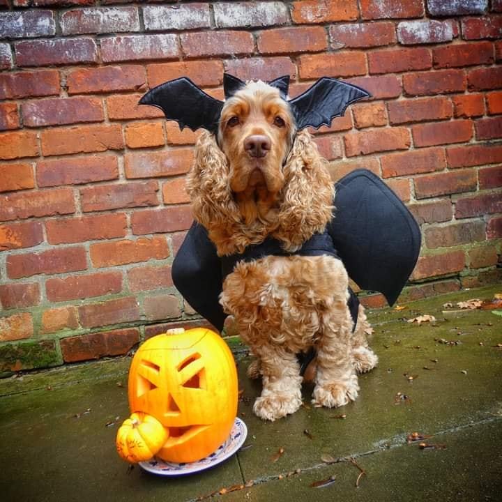 Halloween Rocky in Knutsford by Sophie Ralph
