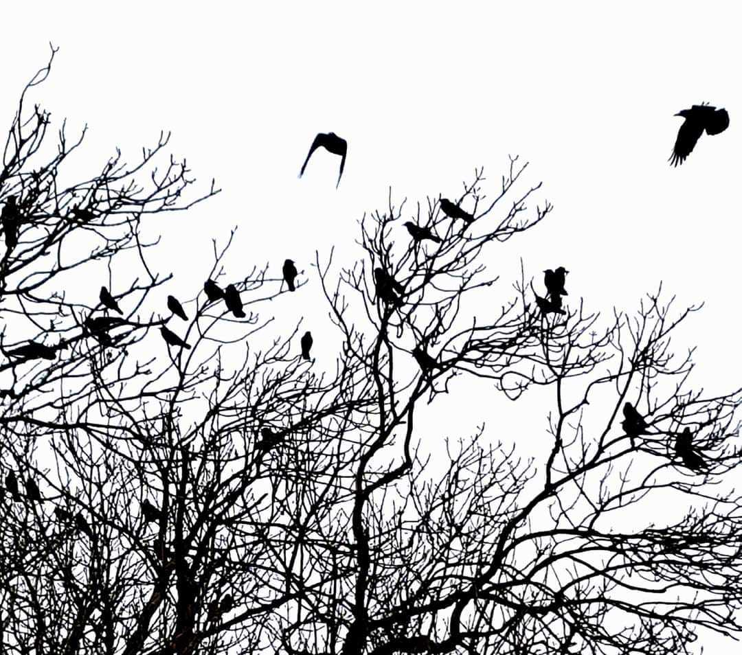The birds by Lorraine Bird