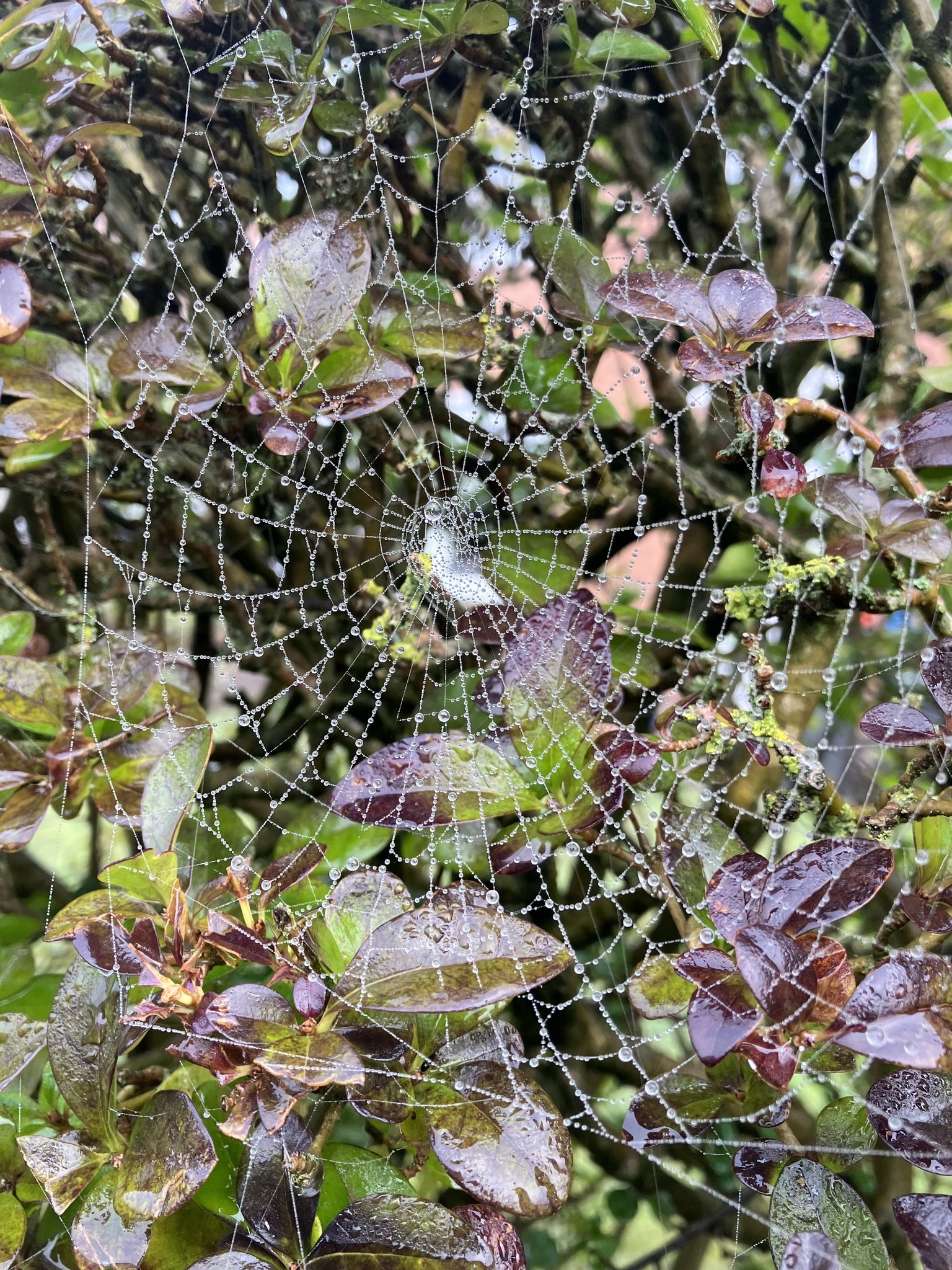 Spiders web by Wendy Mahon
