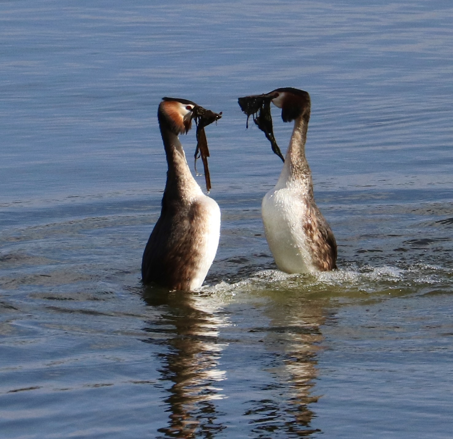 Great crested grebes and their courtship dance at Marbury Mere