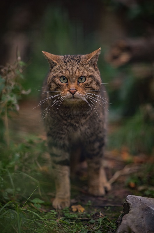 The secret lives of Scottish Wildcats will be revealed in Chester Zoos new immersive exhibition, called Native.