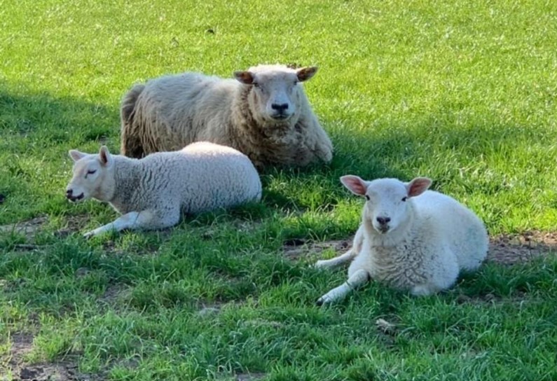 Firefighters rescue flock of sheep from Weaver Navigation - Vimarsana News
