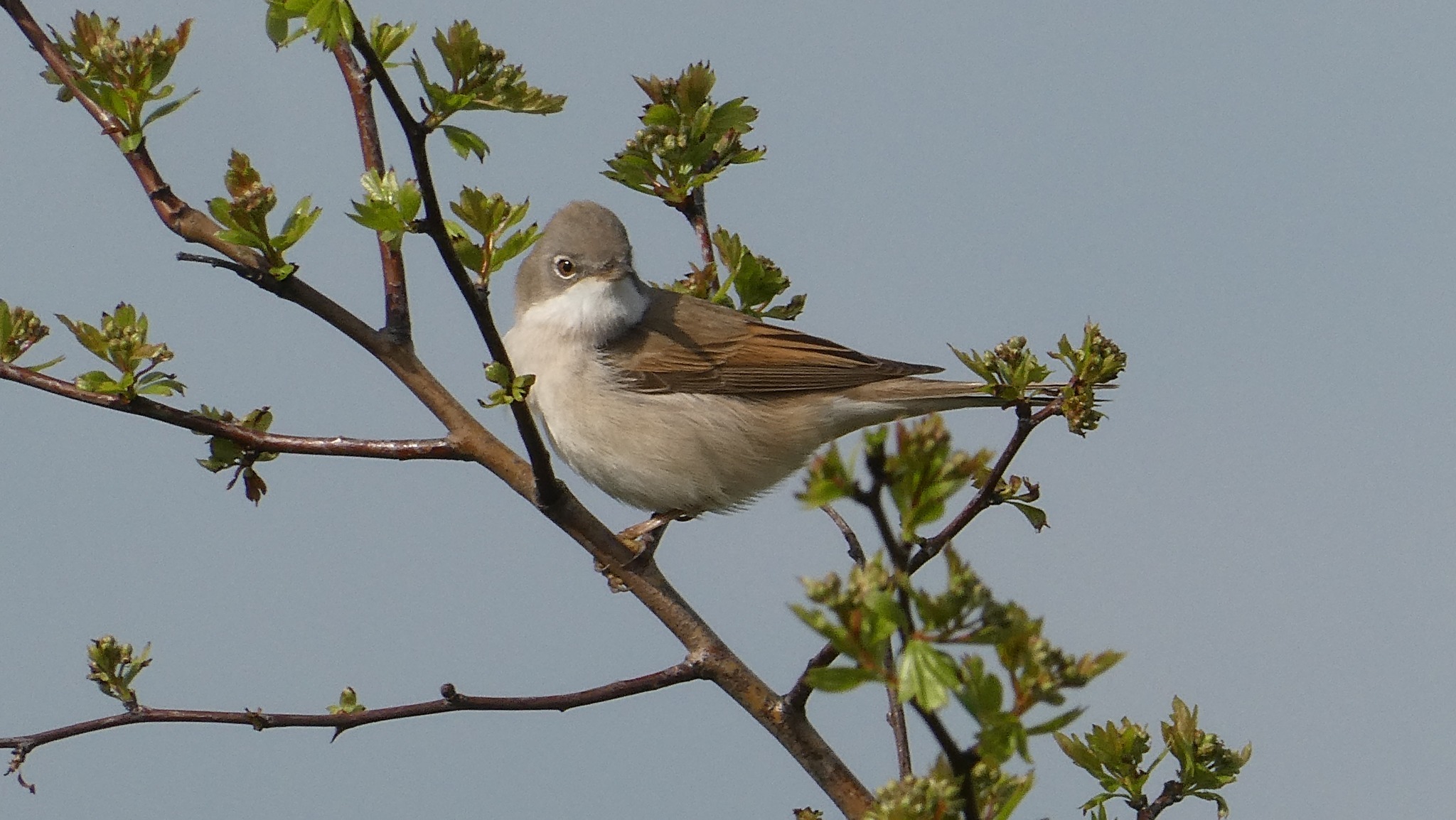 A white throat in the trees by Lynne Bentley