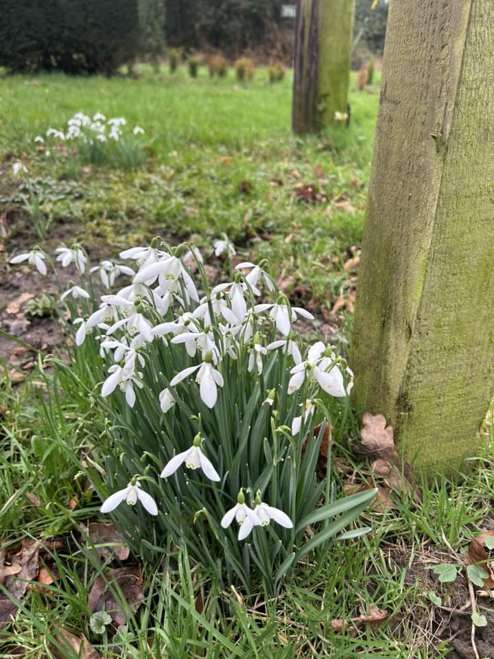 Arley snowdrops by Chris Moores