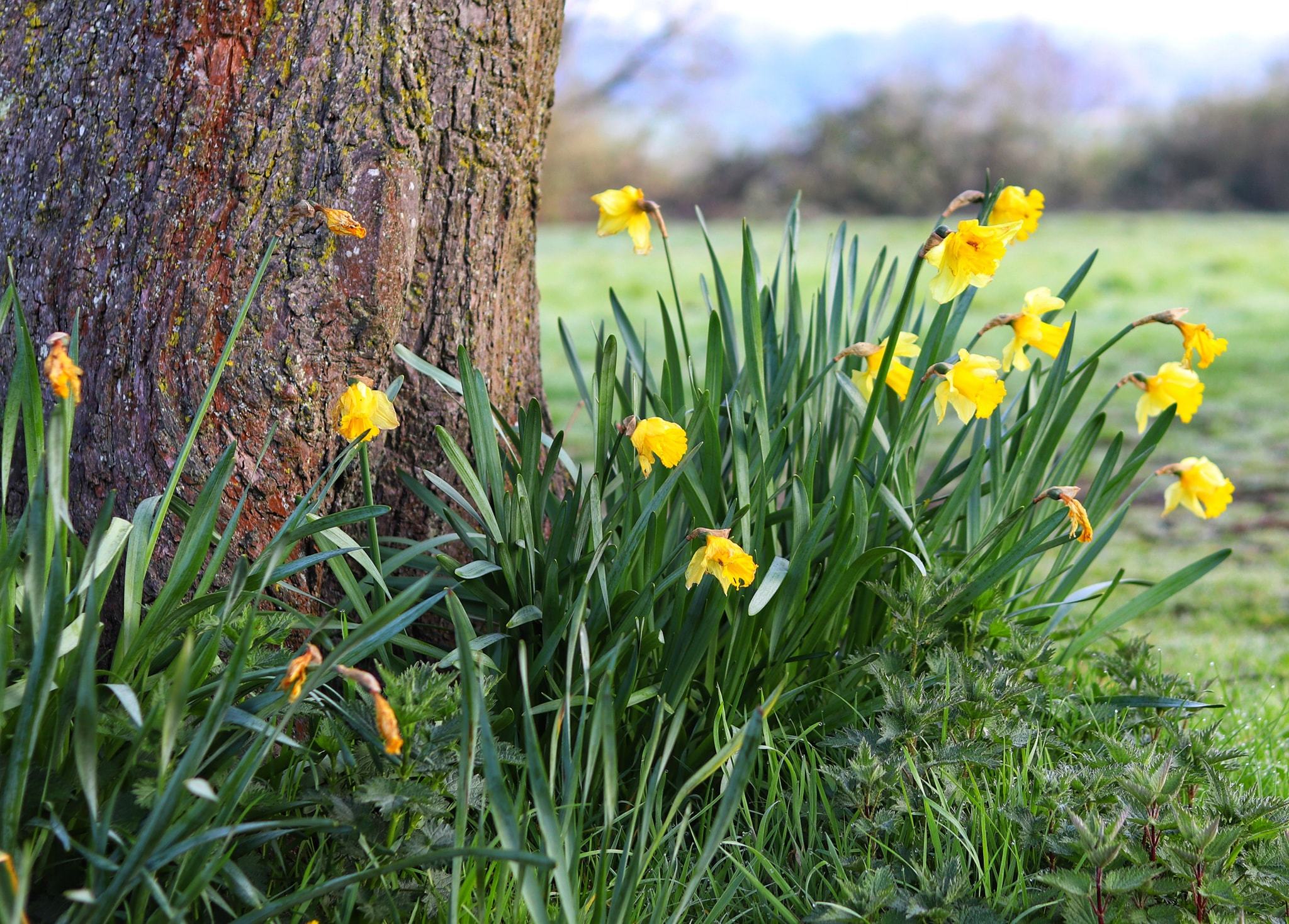 Daffodils in Marbury Park by Patricia Dyson