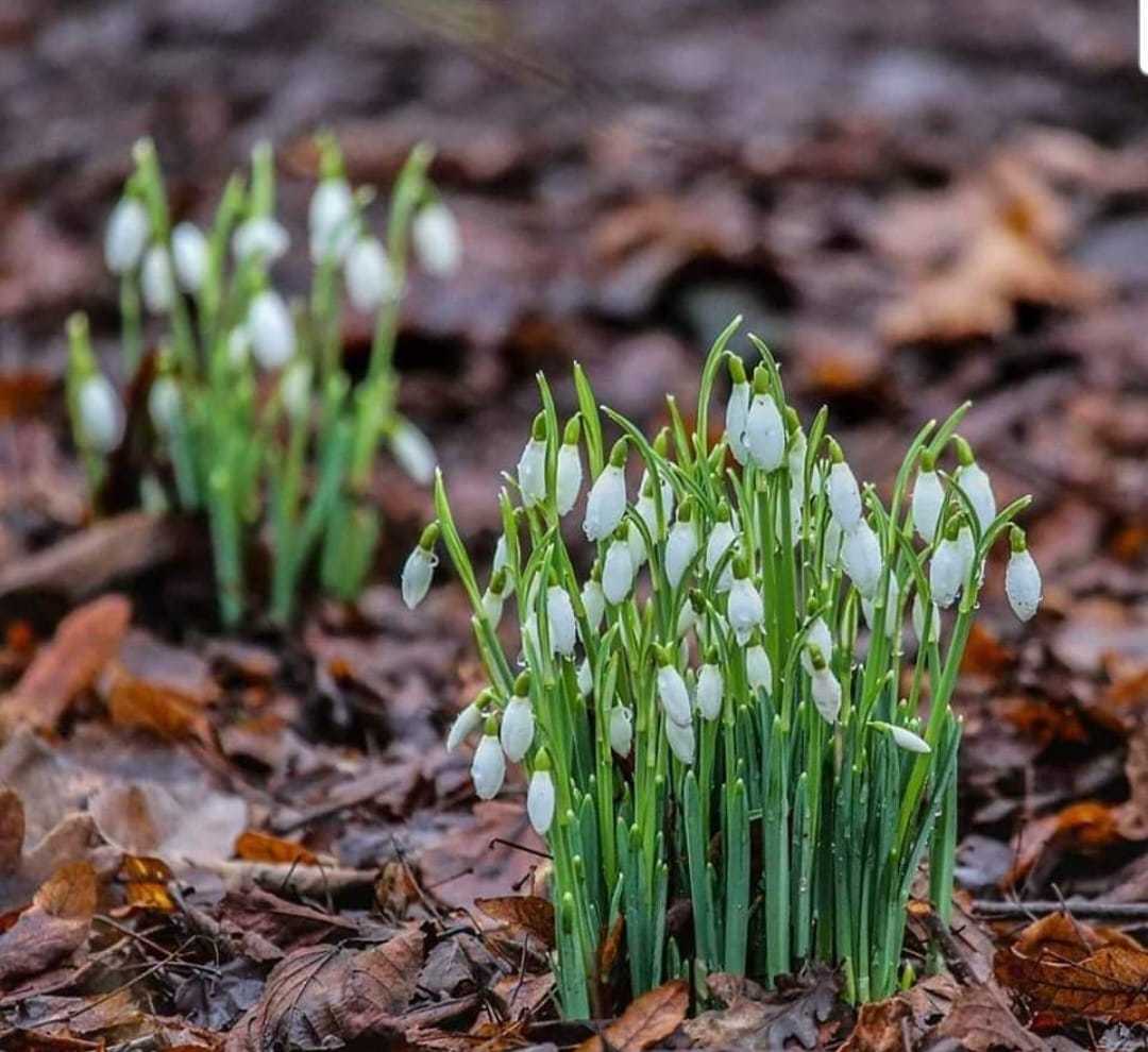 Raindrops on snowdrops by Donna Maria Long