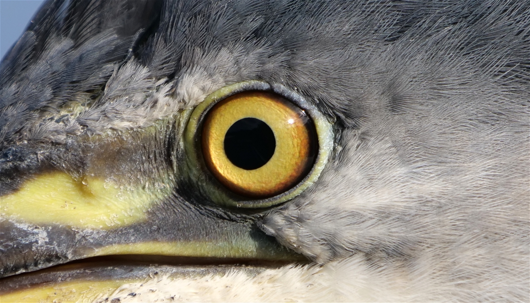Herons eye by Russell Dean