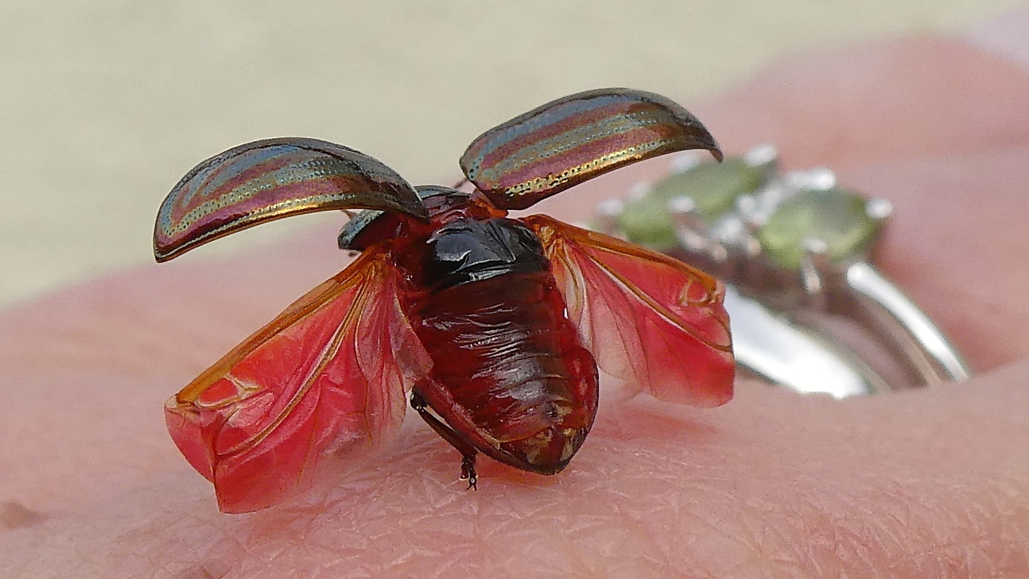 Rosemary beetle by Lynne Bentley