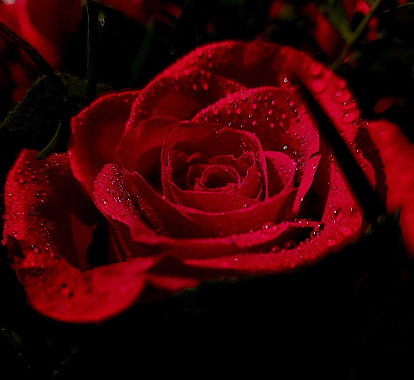 Valentines rose by Lorraine Bird