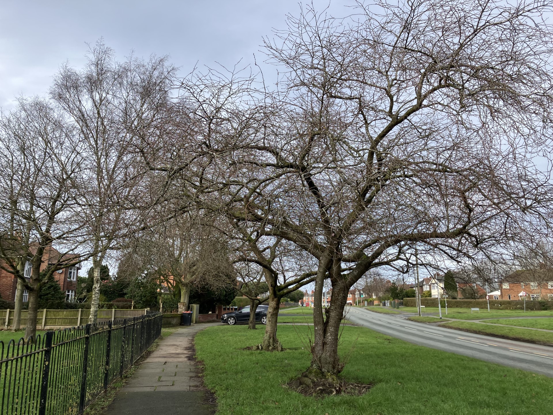 Blossom tree on Northwich Road, Weaverham in February by Wendy Mahon