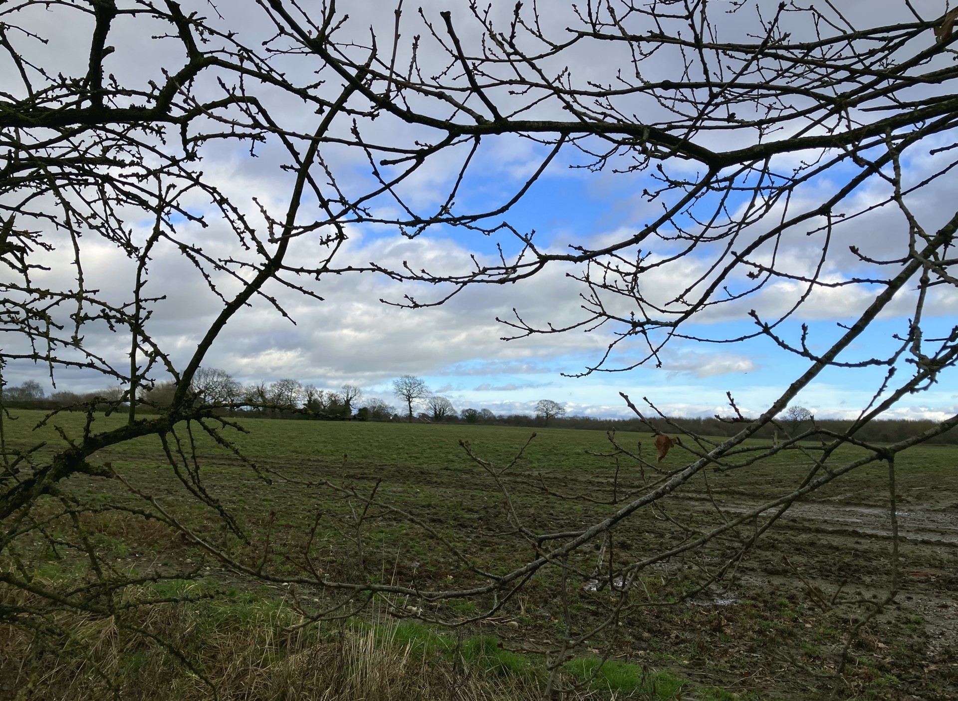 Fields at the back of Walnut Avenue, Weaverham in February by Wendy Mahon