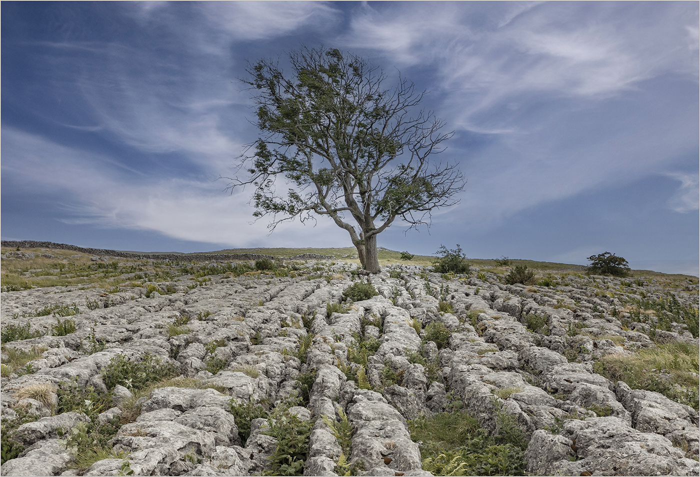 Lone tree on a limestone pavement by Colleen Ashley