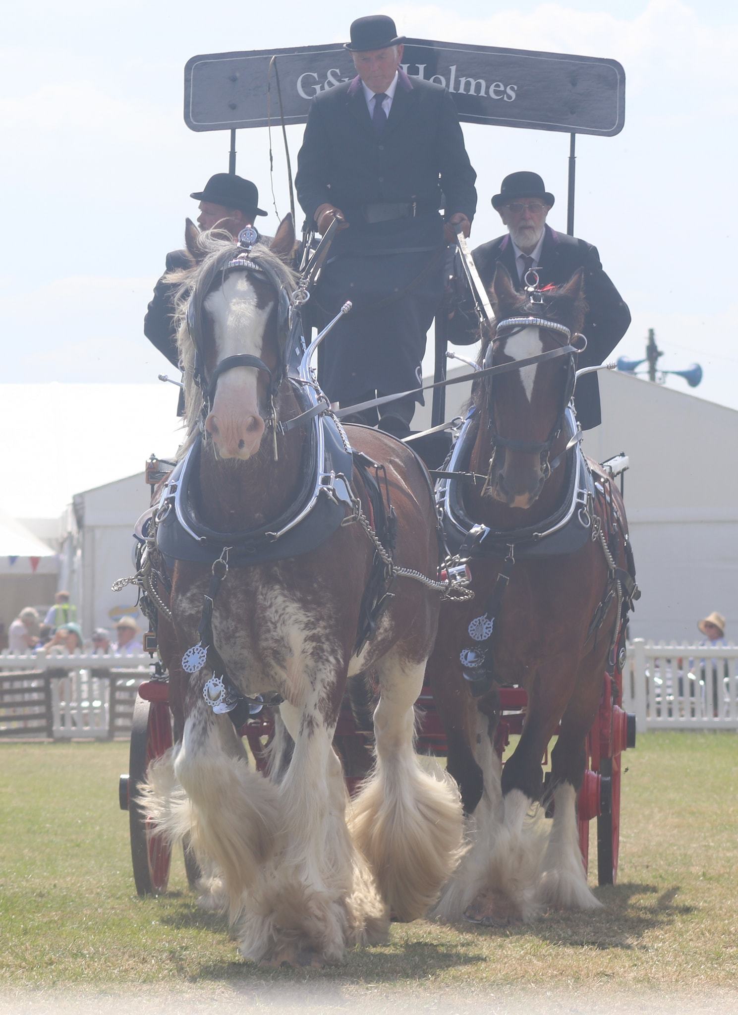 The Cheshire Show by Patricia Dyson