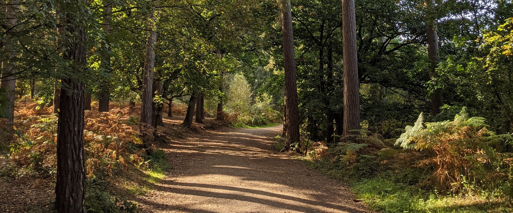 Delamere Forest: an absolute gem and named one of best in country