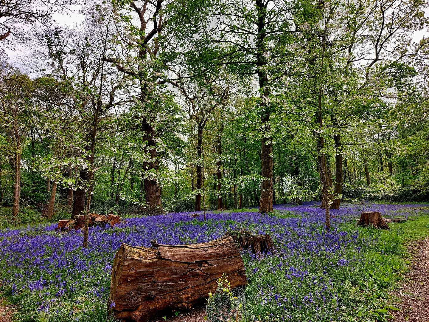 Bluebell Wood, Rode Hall by Miriam Elder