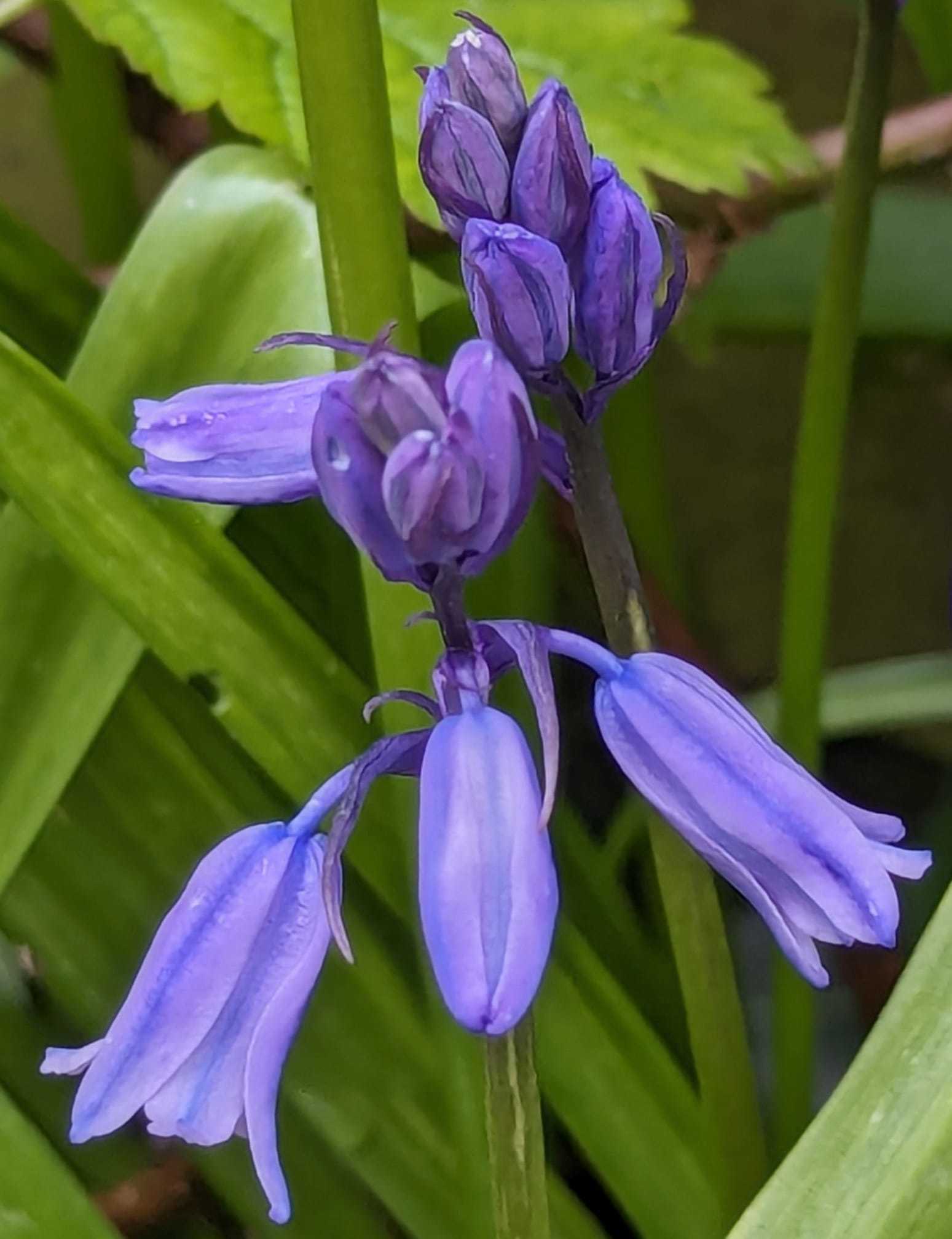 Bluebells in Middlewich by Lisa Lacking