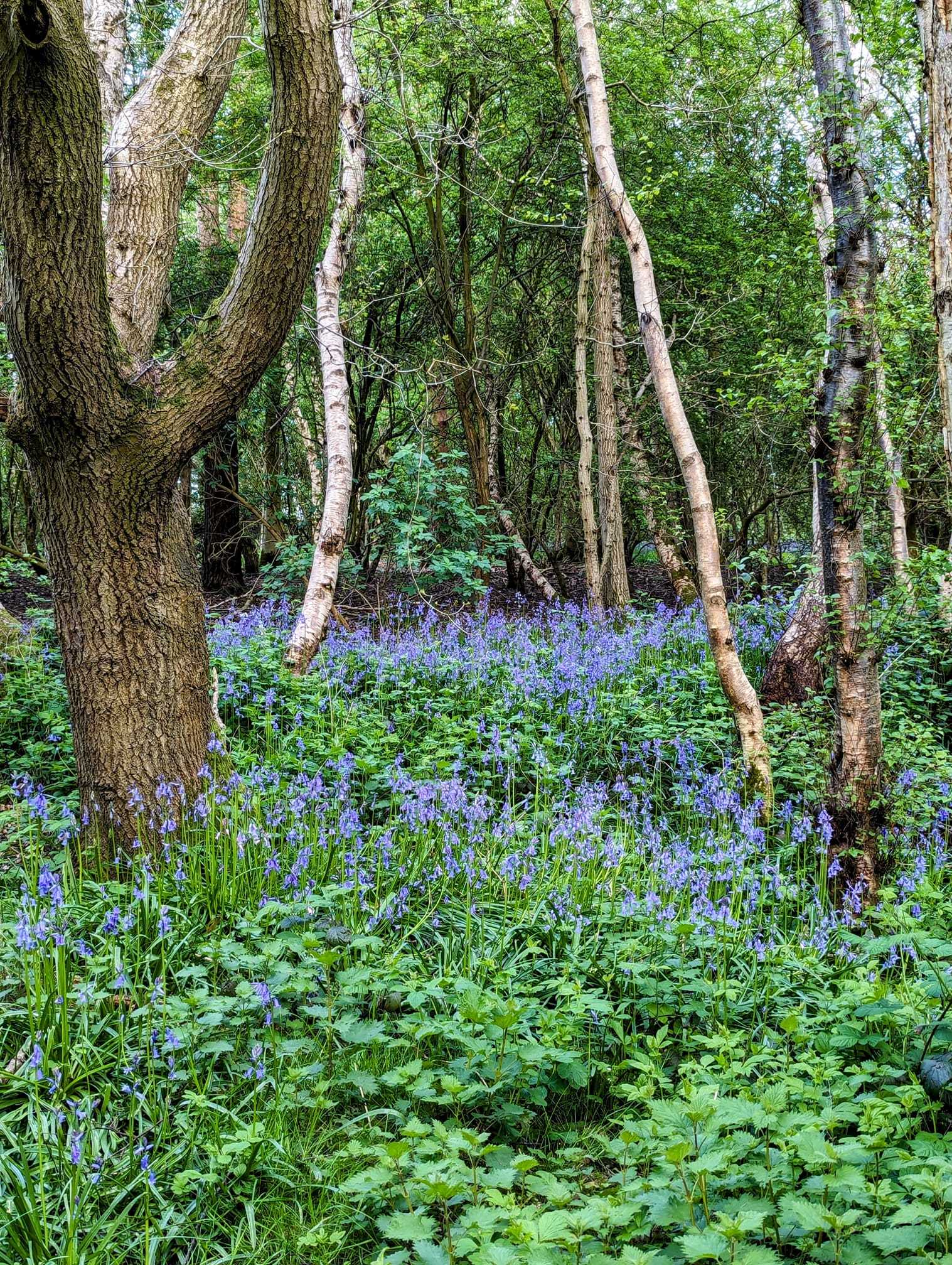 Bluebells on the common in Winsford by Lisa Lacking