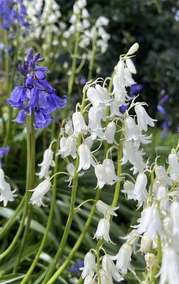 White and bluebells in Knutsford by Nicola Ward