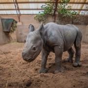 Chester Zoo is celebrating the birth of a rare baby rhino.