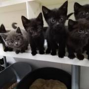 These cute little kittens are among hundreds of lost, unwanted, abandoned and injured pets found new loving homes by the charity Tails Animal Rescue