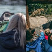 Chester Zoo is releasing 30,000 free tickets to school children, here's how you can apply (Chester Zoo)