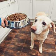 Dog behaviour: 'Fussy eating can be incredibly worrying, but there are ways to help'