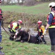 Dramatic rescue as three fire crews pull Shire horse from river