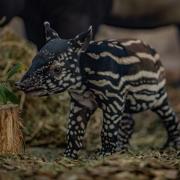 Chester Zoo's new Malayan tapir.