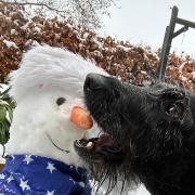 This snowman's nose was too tempting for a certain someone