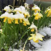 Winter and spring all at once in Weaverham by Wendy Mahon
