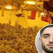 Eduard Miceli has been sentenced to 24 months after police discovered more than 100 cannabis plants in his home