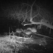 Three new beaver kits have been spotted at Hatchmere Nature Reserve