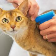 All cats over 20 weeks must be microchipped by June 10, 2024, or owners risk a £500 fine