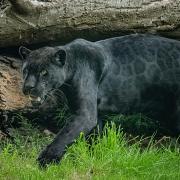 Rare female black jaguar Inka has arrived at Chester Zoo