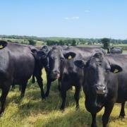 Cattle have been stolen across Cheshire