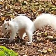 The exact number of white squirrels in the UK isn't known, but there could be as few as 25, according to experts
