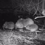 Beaver babies born at Hatchmere have been named