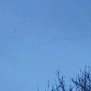 Thousands of geese have been spotted in the skies above Northwich