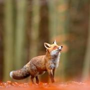 Foxes are just one of the incredible UK species featured in Chester Zoo's new immersive exhibition.
